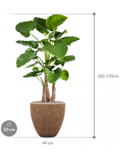 Sammenplantning med krukke... 2