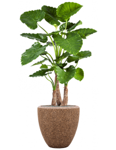 Sammenplantning med krukke...