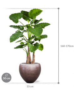 Sammenplantning med krukke... 2