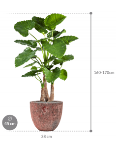 Sammenplantning med krukke... 2