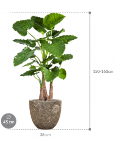 Sammenplantning med krukke... 2