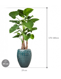 Sammenplantning med krukke... 2