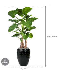 Sammenplantning med krukke... 2