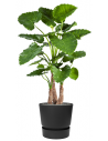 Sammenplantning med krukke og kunstig Alocasia Calidora plante H161 cm