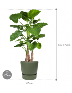 Sammenplantning med krukke... 2