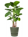 Sammenplantning med krukke og kunstig Alocasia Calidora plante H161 cm