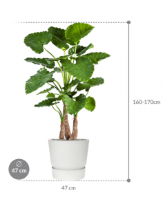 Sammenplantning med krukke... 2