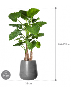 Sammenplantning med krukke... 2