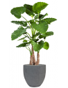 Sammenplantning med krukke og kunstig Alocasia Calidora plante H161 cm