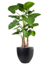 Sammenplantning med krukke og kunstig Alocasia Calidora plante H161 cm