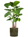 Sammenplantning med krukke og kunstig Alocasia Calidora plante H158 cm