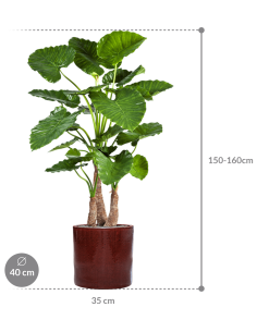 Sammenplantning med krukke... 2