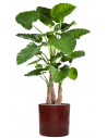 Sammenplantning med krukke og kunstig Alocasia Calidora plante H158 cm