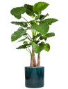 Sammenplantning med krukke og kunstig Alocasia Calidora plante H158 cm