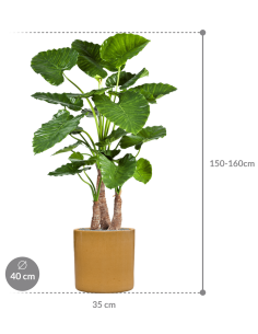 Sammenplantning med krukke... 2