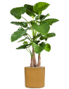 Sammenplantning med krukke og kunstig Alocasia Calidora plante H158 cm