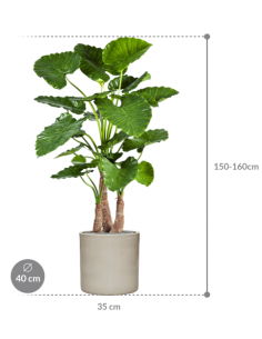 Sammenplantning med krukke... 2