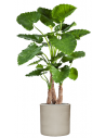 Sammenplantning med krukke og kunstig Alocasia Calidora plante H158 cm