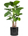 Sammenplantning med krukke og kunstig Alocasia Calidora plante H158 cm