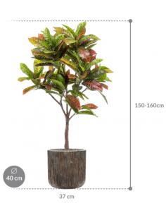 Sammenplantning med krukke... 2