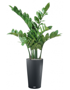 Sammenplantning med krukke...