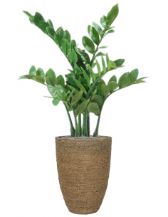 Sammenplantning med krukke...