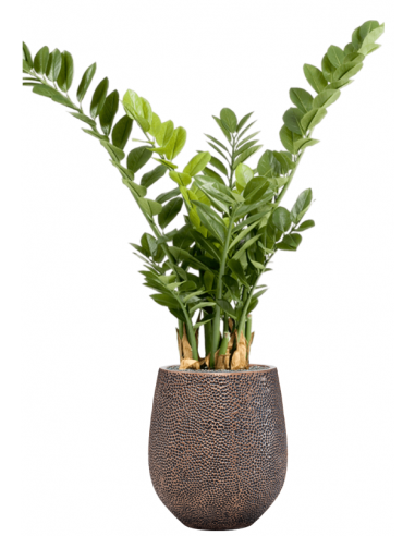 Sammenplantning med krukke og kunstig Zamioculcas plante H128 cm