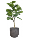 Sammenplantning med krukke og kunstig Ficus Lyrata plante H122 cm