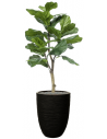 Sammenplantning med krukke og kunstig Ficus Lyrata plante H134 cm