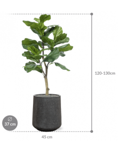 Sammenplantning med krukke... 2