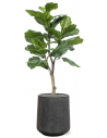 Sammenplantning med krukke og kunstig Ficus Lyrata plante H129 cm