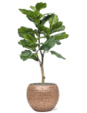 Sammenplantning med krukke og kunstig Ficus Lyrata plante H120 cm