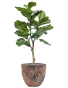 Sammenplantning med krukke og kunstig Ficus Lyrata plante H122 cm