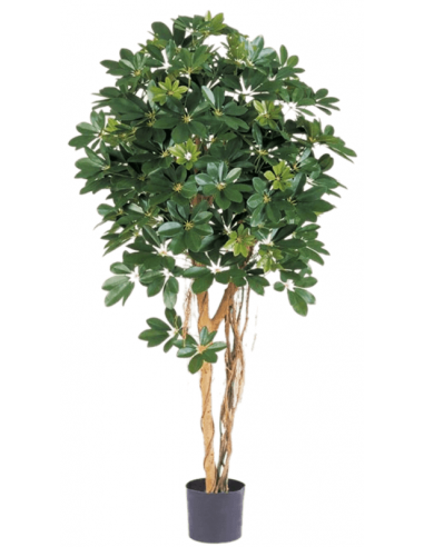 Kunstigt Schefflera træ H170 cm