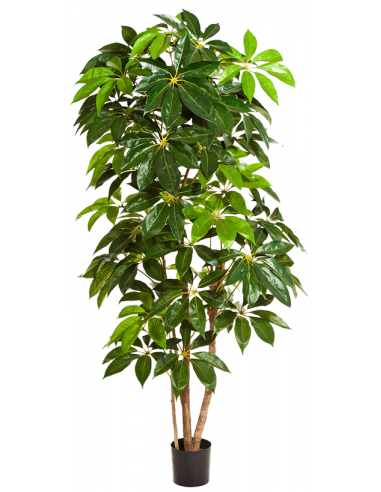 Kunstigt Schefflera Amate træ H220 cm