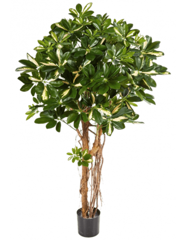 Kunstigt Schefflera træ H170 cm