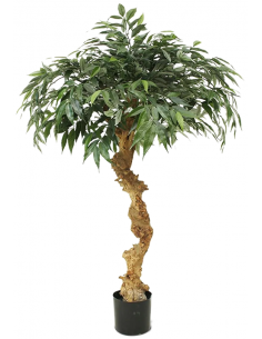 Kunstigt Shirakashi træ...