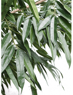 Kunstigt Longfolia træ H400 cm 2