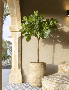 Kunstigt Ficus Lyrata træ... 2