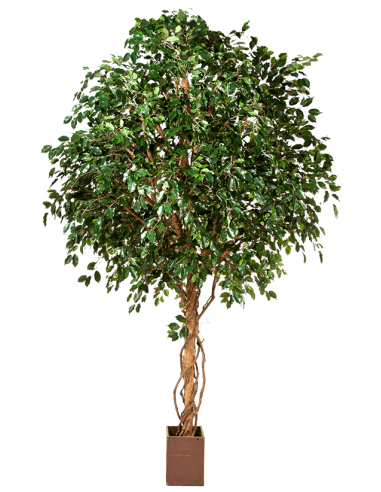 Kunstigt Ficus Exotica træ H315 cm