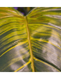 Kunstig Colocasia plante... 2