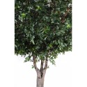 Bucida træ H360 x Ø280 cm