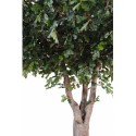 Bucida træ H360 x Ø280 cm