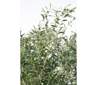 Stort kunstigt Oliventræ H350 cm 2