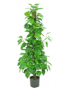 Kunstig Pothos plante H150 cm