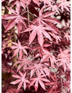 Store kunstige træer kunstigt træ naturtro virkelighedstro virklighedstro trær blomster blomstertræ 2