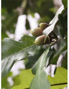 Store kunstige træer kunstigt træ naturtro virkelighedstro virklighedstro trær blomster blomstertræ 2