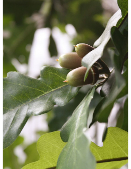 Store kunstige træer kunstigt træ naturtro virkelighedstro virklighedstro trær blomster blomstertræ