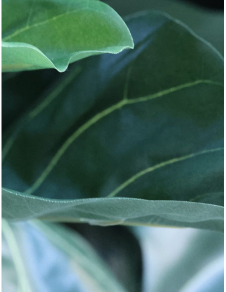 Store kunstige træer kunstigt træ naturtro virkelighedstro virklighedstro